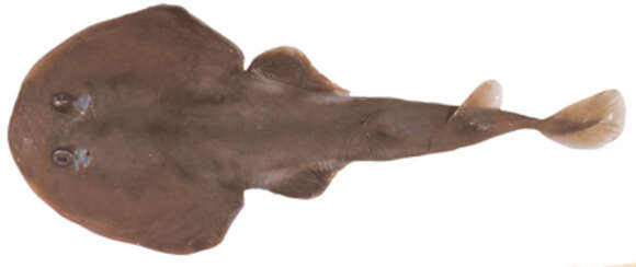 Image of Tasmanian Numbfish