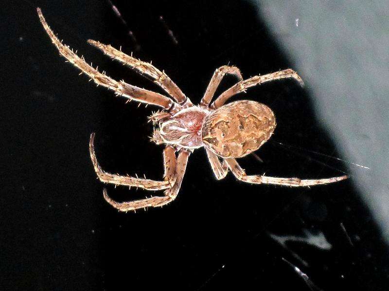 Image of Gray Cross Spider