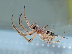 Image of Gray Cross Spider