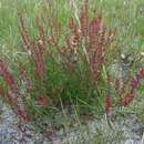 Image of Rumex acetosella subsp. acetosella