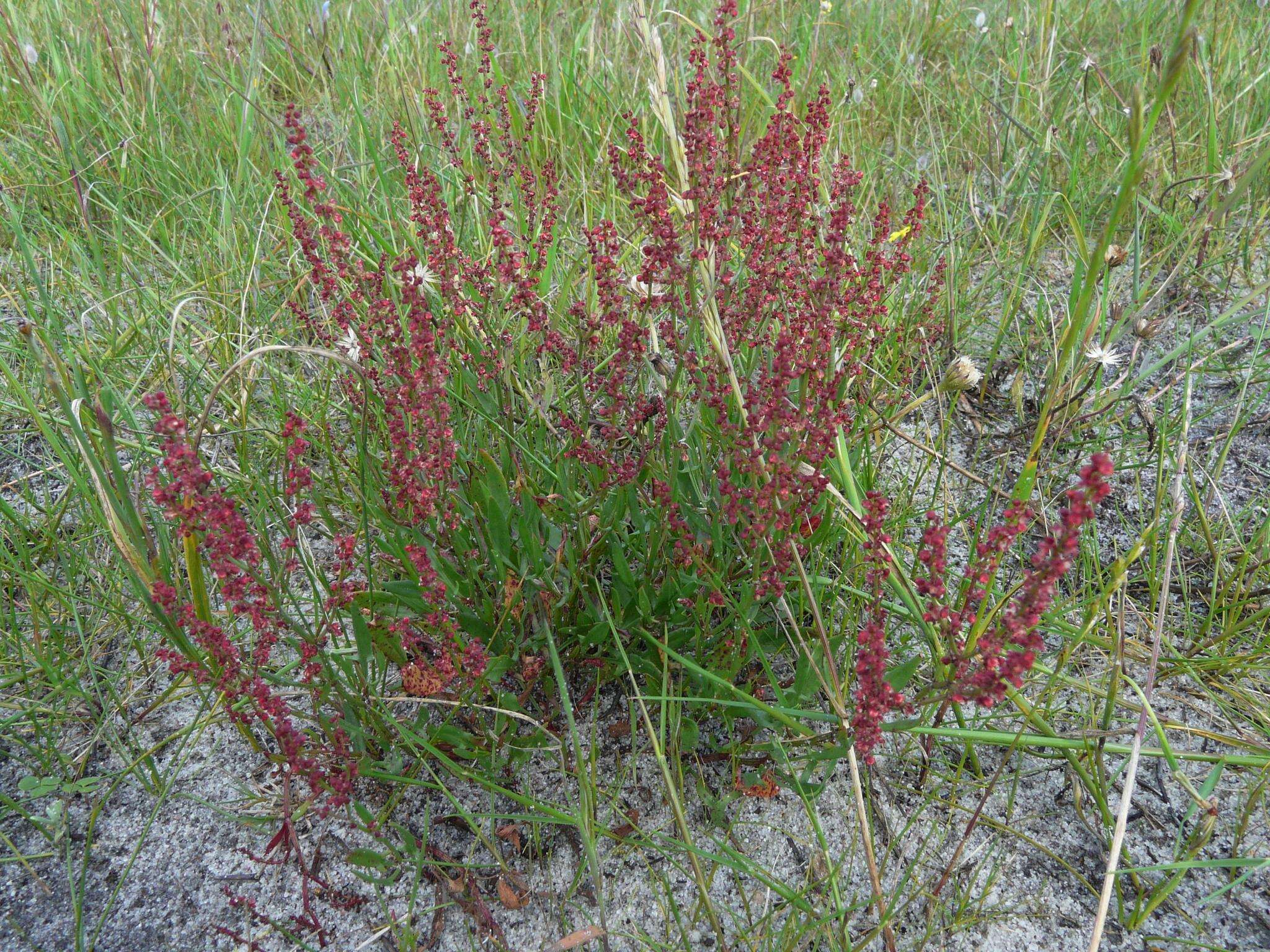 Image of Rumex acetosella subsp. acetosella