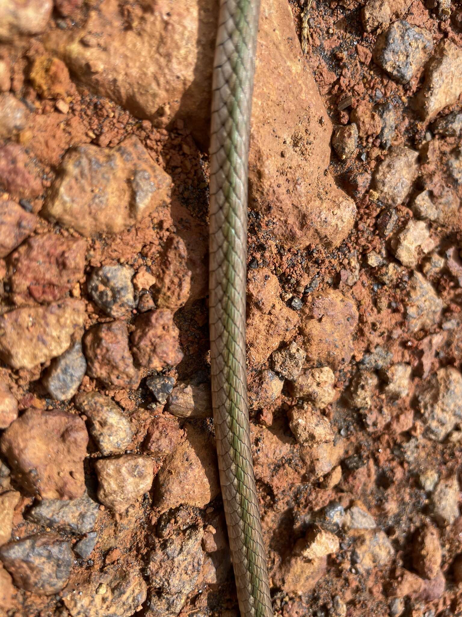 Image of Oliver's Parrot Snake