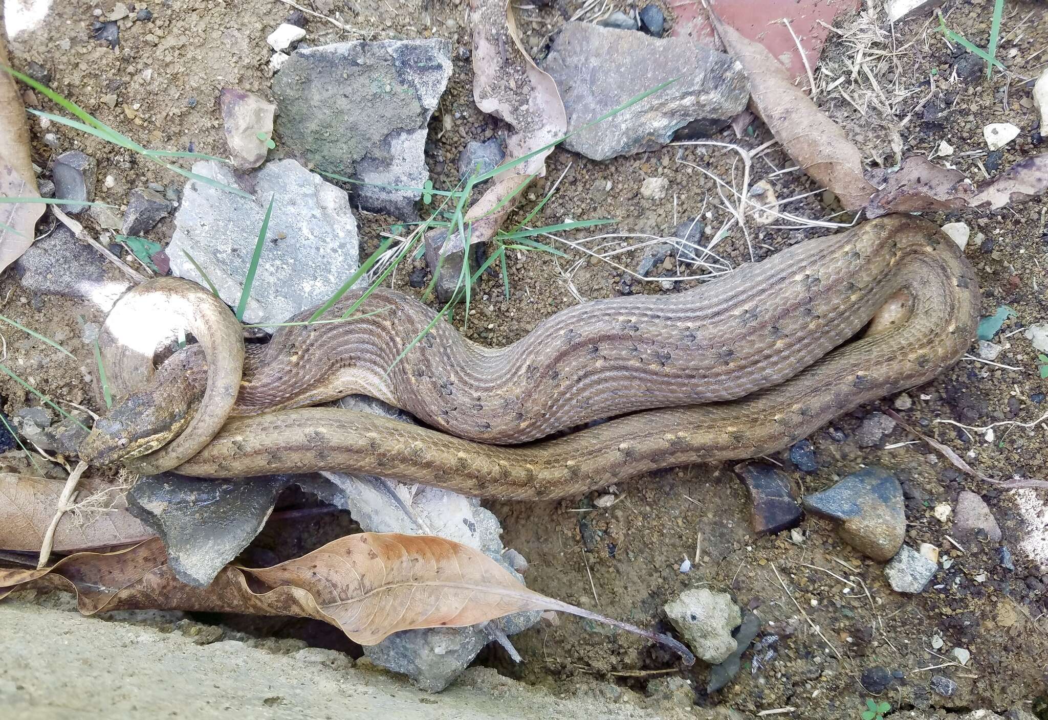 Image of Cuban Black-tailed Dwarf Boa