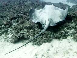 Image of Brown Stingray