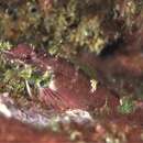 Image of Black and red triplefin