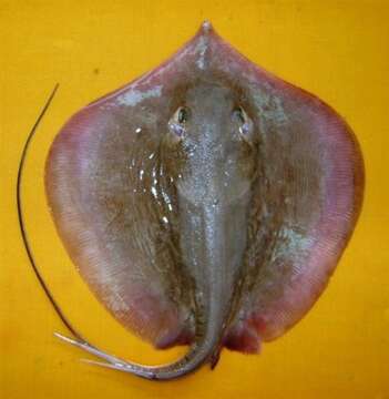 Image of Dwarf Whipray