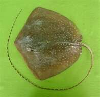 Image of Whitespotted Whipray