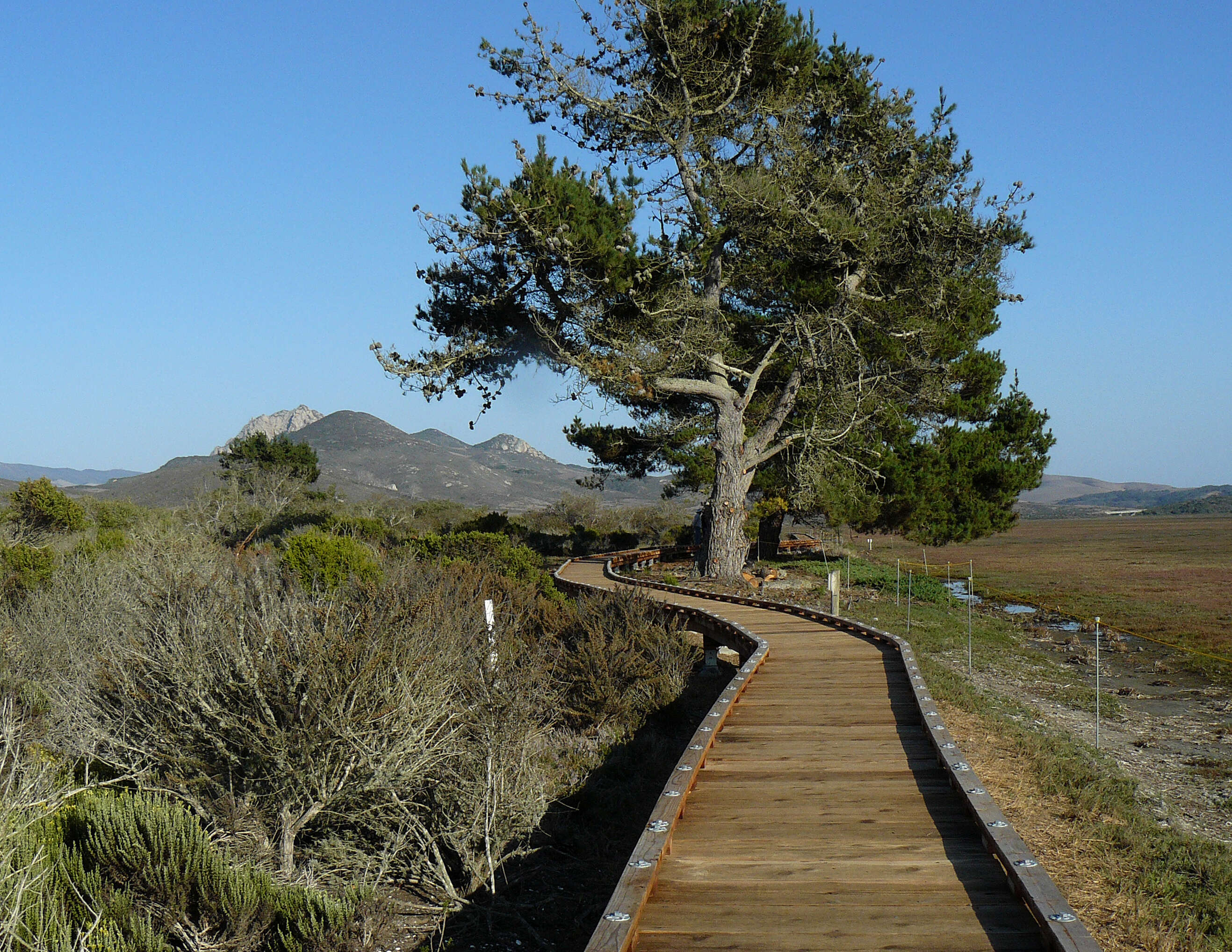 Image of Cedros Island Pine