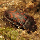 Image of Phenolia grossa (Fabricius 1801)