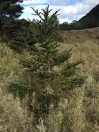 Image of Taiwan Fir