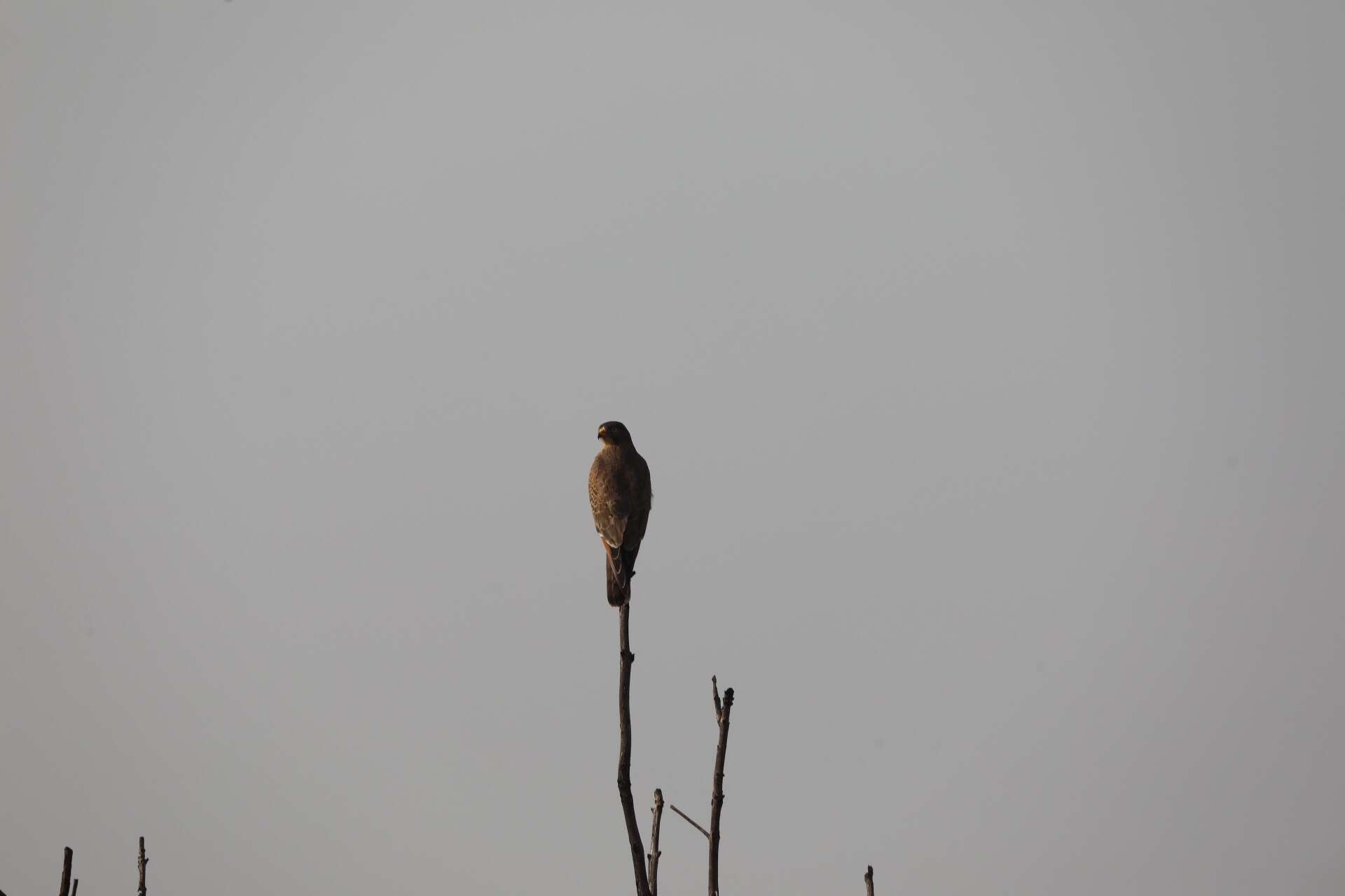 Image of Grasshopper Buzzard