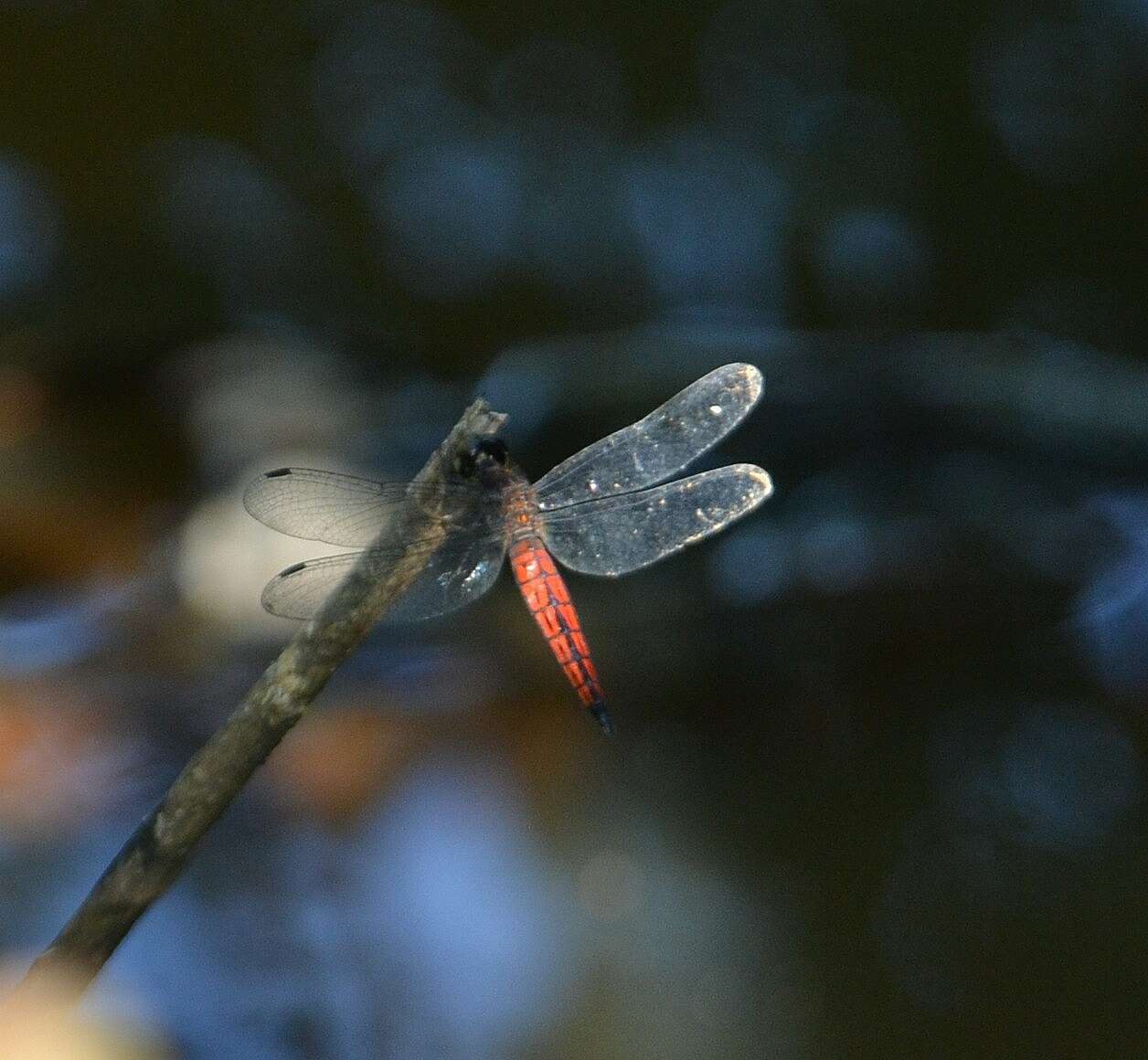 Plancia ëd Lyriothemis acigastra (Selys 1878)