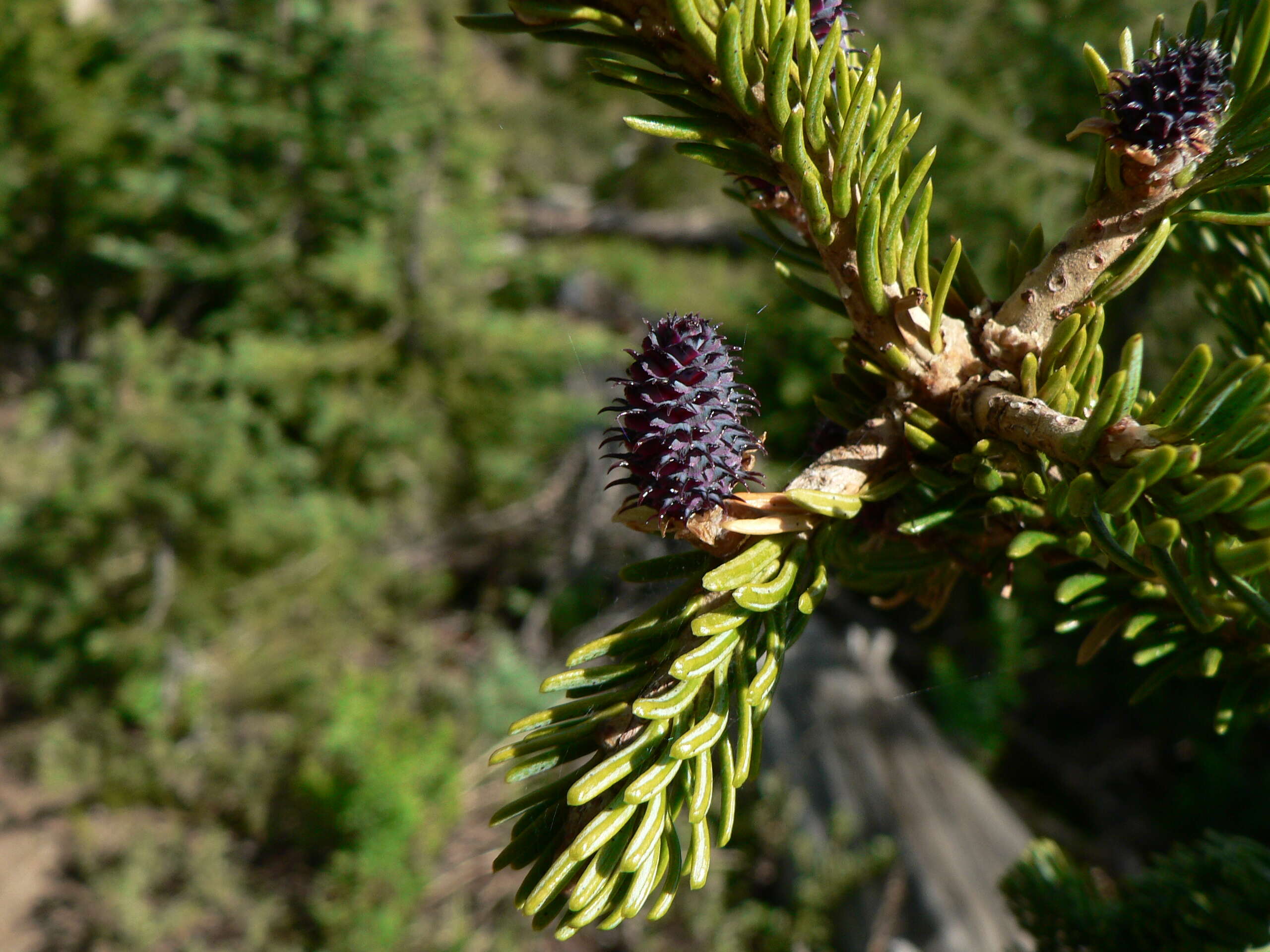 Image of subalpine fir