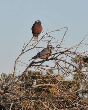 Image of White-browed Woodswallow