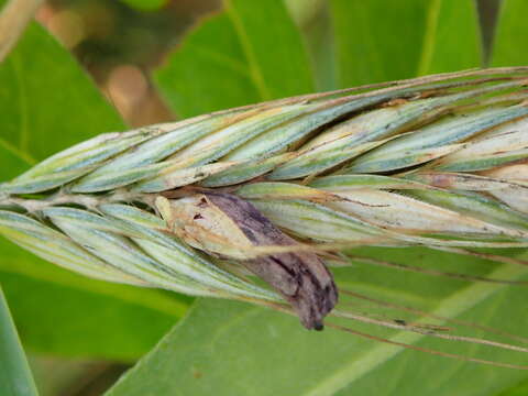 Image of Ergot