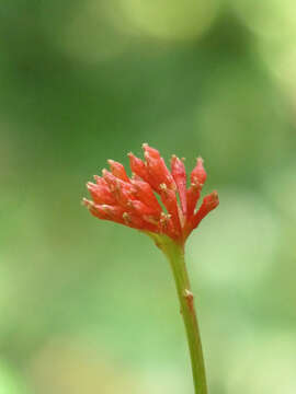 Image of Snakeroot