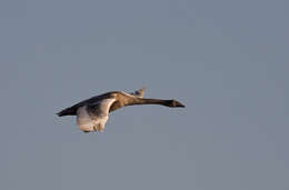 Image of Mute Swan