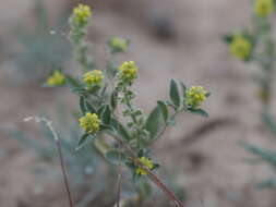 Sivun Alyssum dasycarpum Stephan kuva