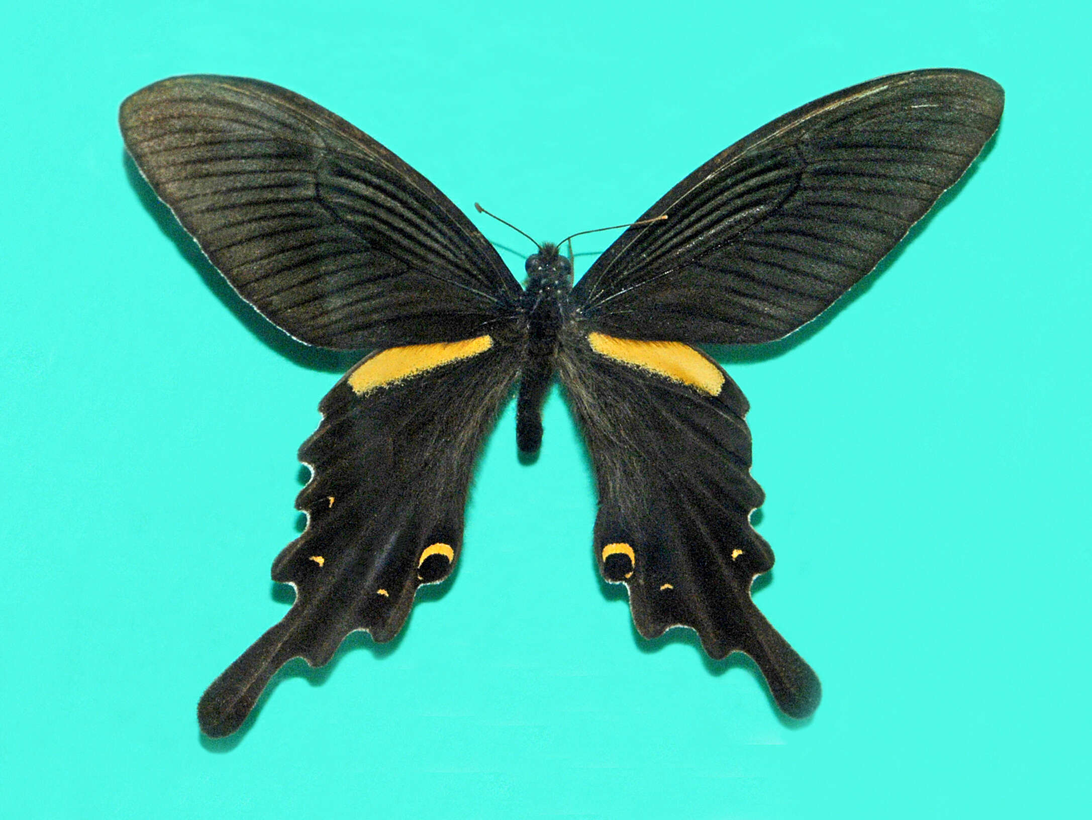 Sivun Papilio macilentus Janson 1877 kuva