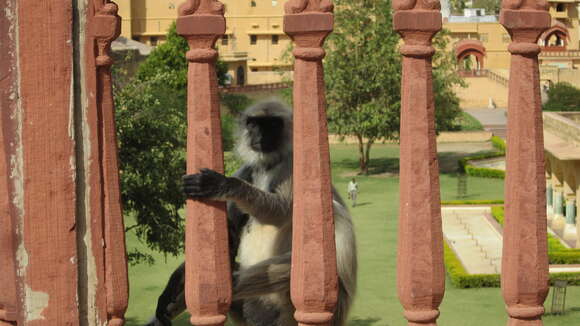 Image of Dussumier's Malabar Langur