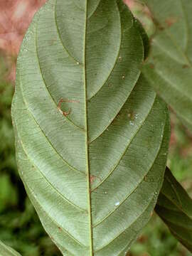 Plancia ëd Aulacocalyx jasminiflora Hook. fil.