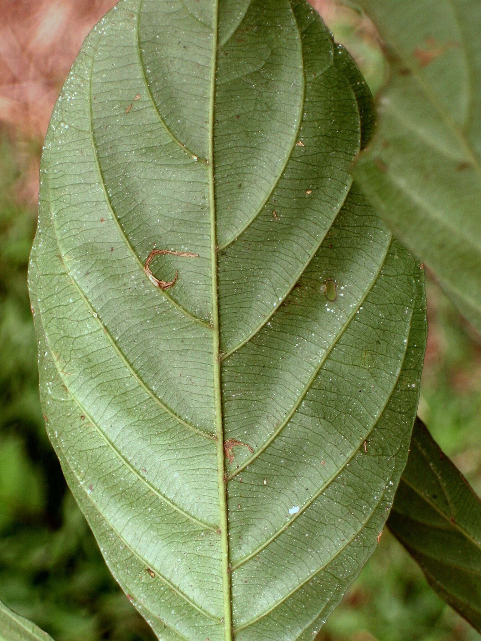 Image of Aulacocalyx jasminiflora Hook. fil.