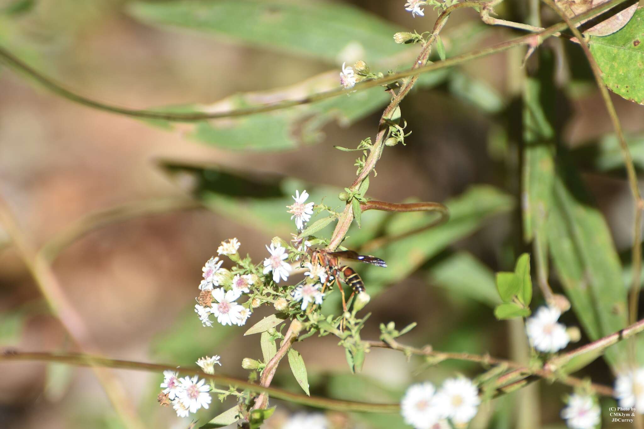 Image of Polistes bahamensis Bequard & Salt 1931