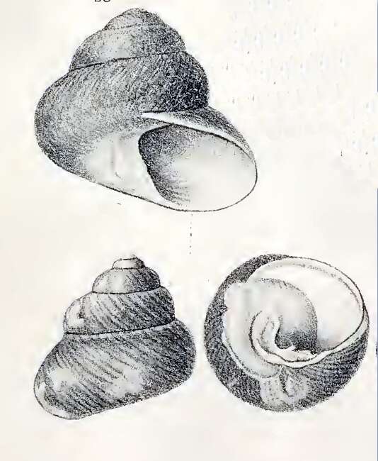 Image of Tegula brunnea (Philippi 1849)