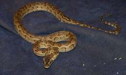 Image of African rock python