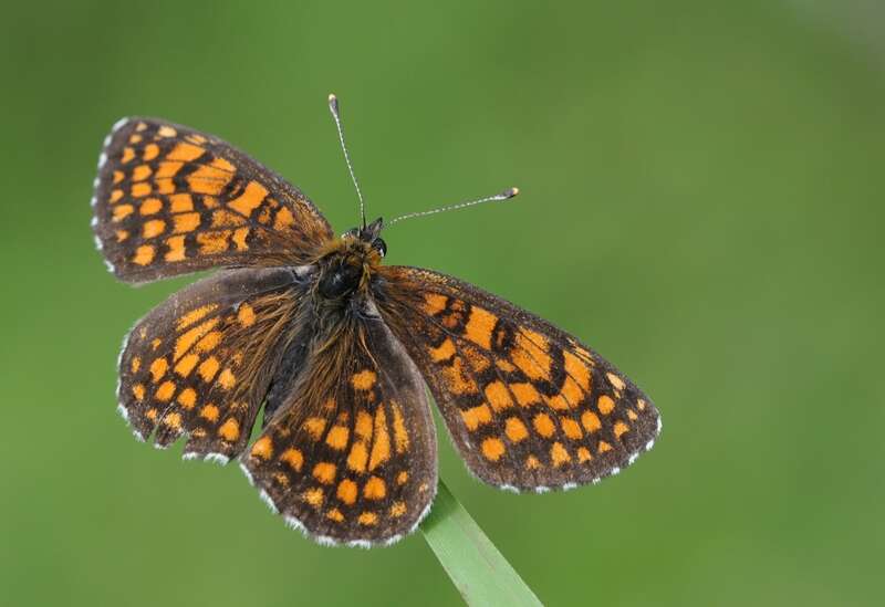 Image of Melitaea athalia