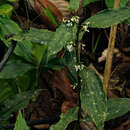 Image of Stanfieldiella imperforata (C. B. Clarke) Brenan