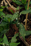 Image of Stanfieldiella imperforata (C. B. Clarke) Brenan