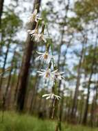 Image of Slender Rattlesnake-Root