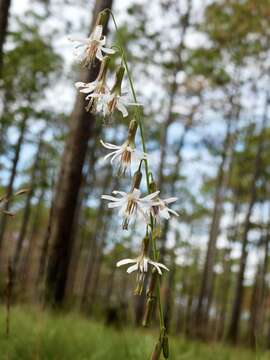 Image de Nabalus autumnalis (Walt.) Weakley