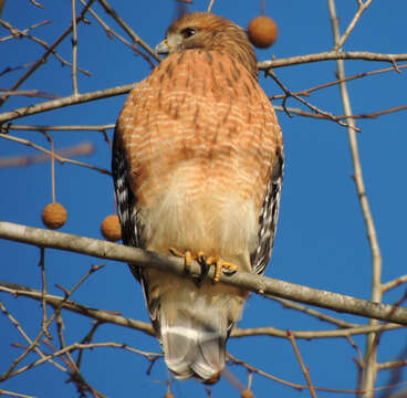 Image of Red-shouldered Hawk