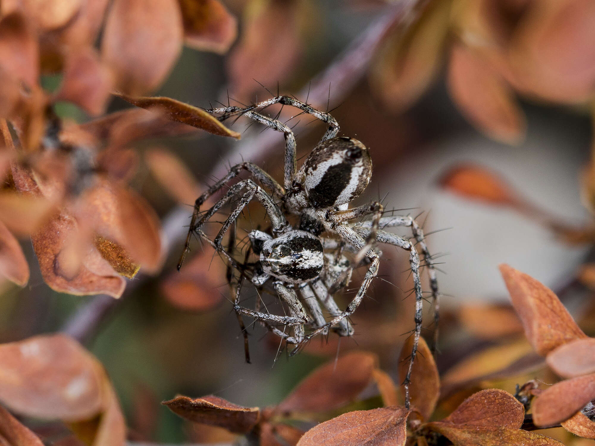 Image of Oxyopes globifer Simon 1876