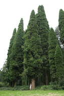 Image of Incense-cedar