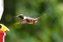 Image of Magenta-throated Woodstar