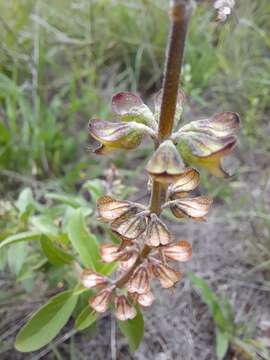 Imagem de Ocimum filamentosum Forssk.