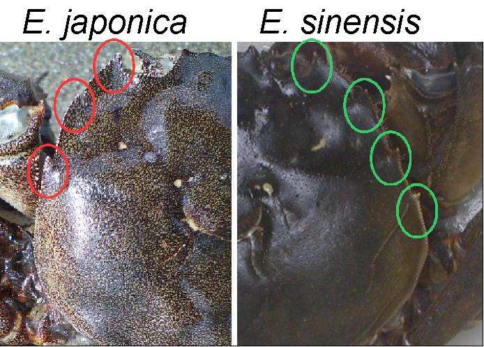 Image of Eriocheir sinensis