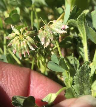 Image of Slender Clover