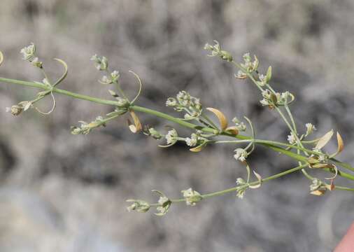 Image of Rixford's rockwort