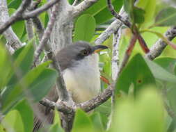 Image of Mangrove Cuckoo