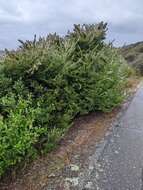 Image of Woolly Bush