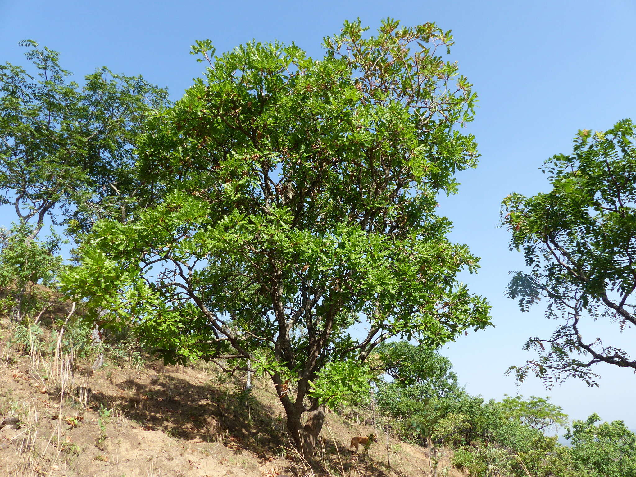 Image of Lophira lanceolata