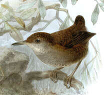 Image of Wrens