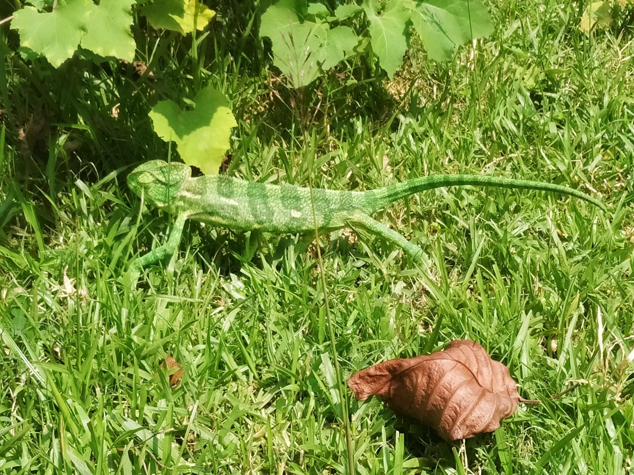 Image of Asian Chameleon