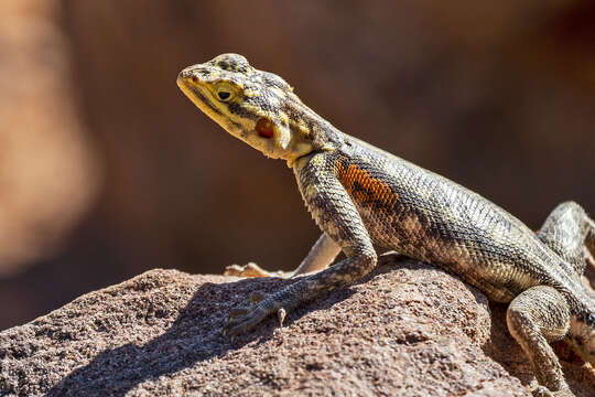 Слика од Agama planiceps Peters 1862