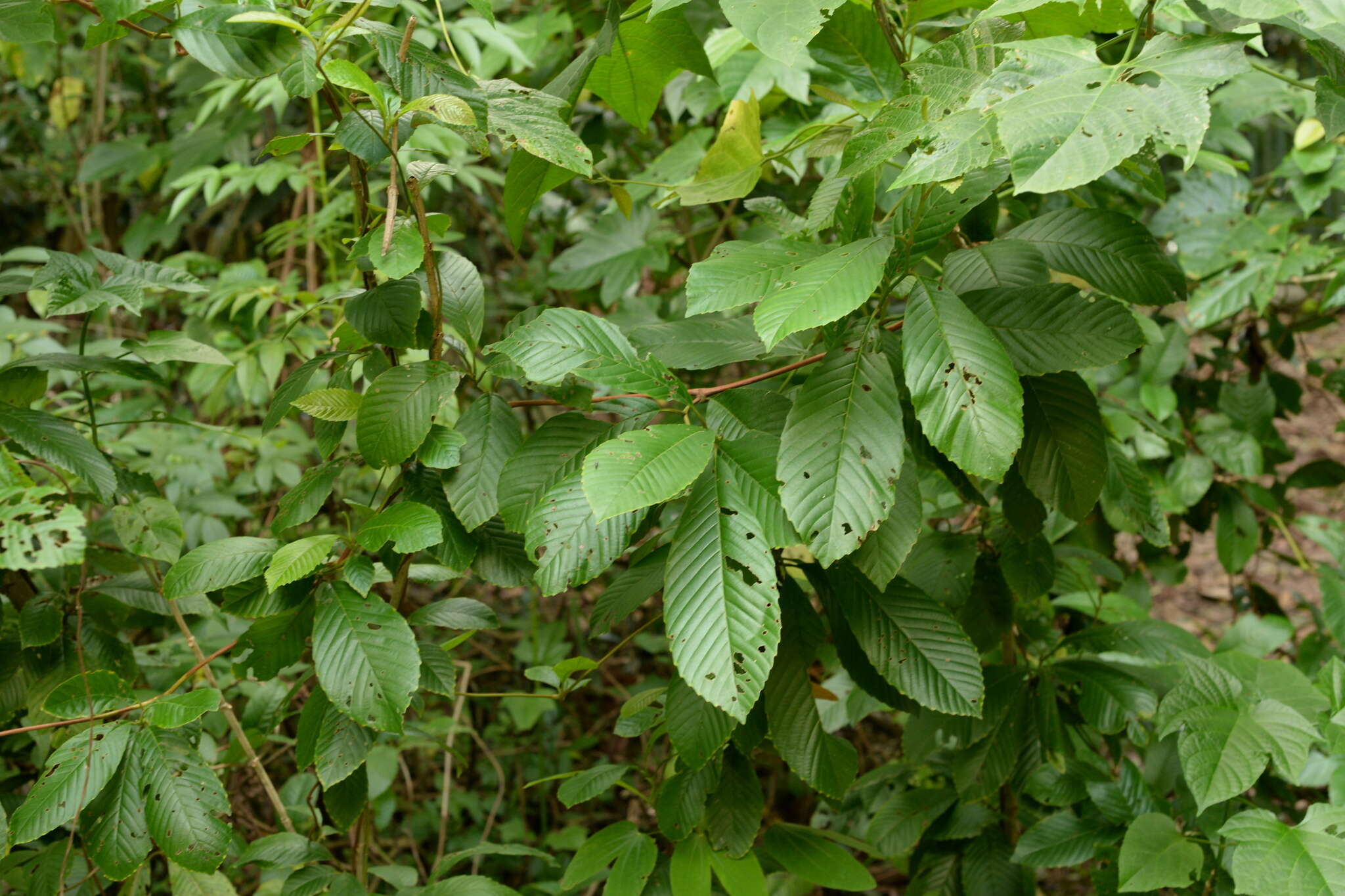 Image of Tetracera sarmentosa subsp. sarmentosa