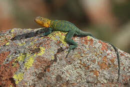 Image of Eastern Collared Lizard